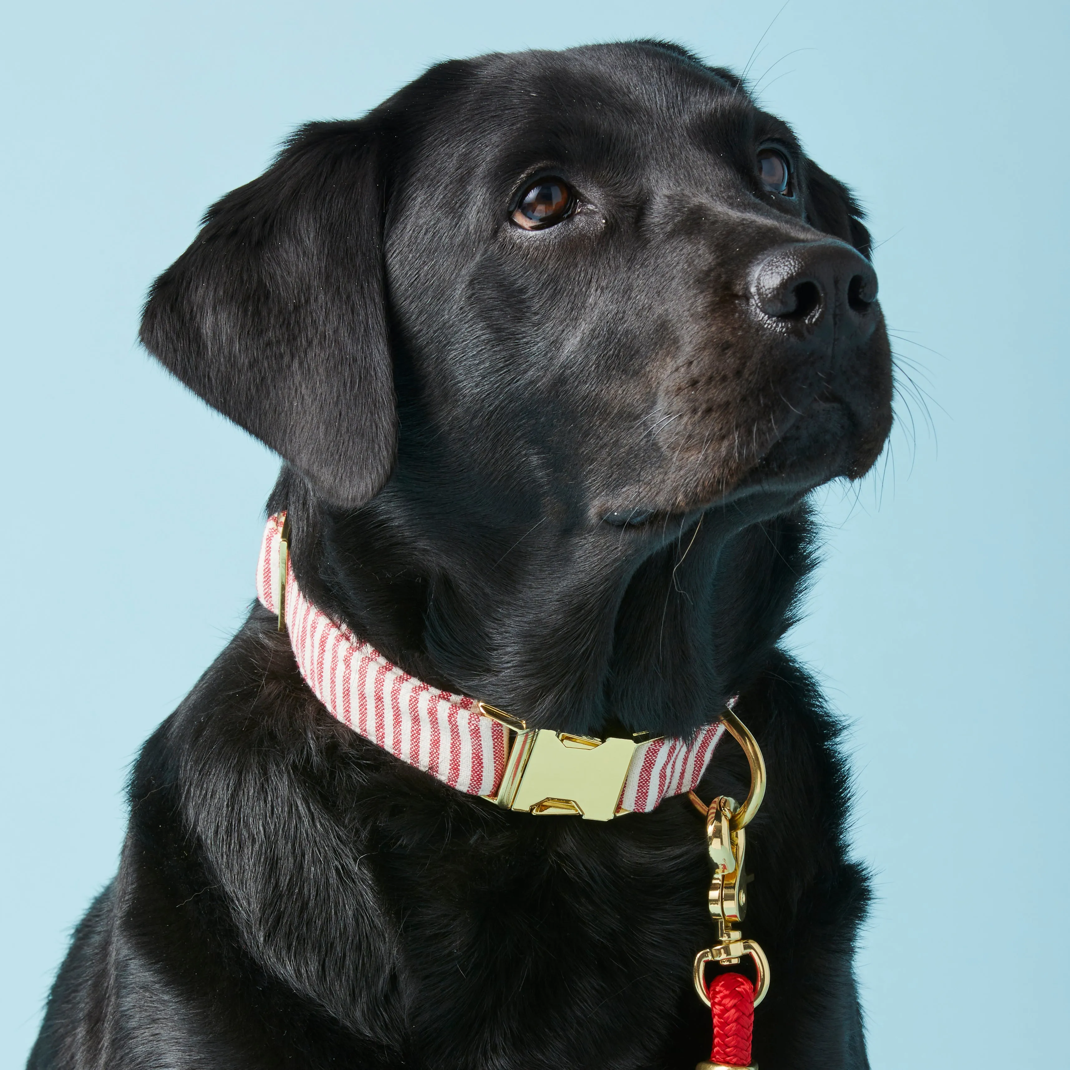 Red Stripe Collar Walk Set