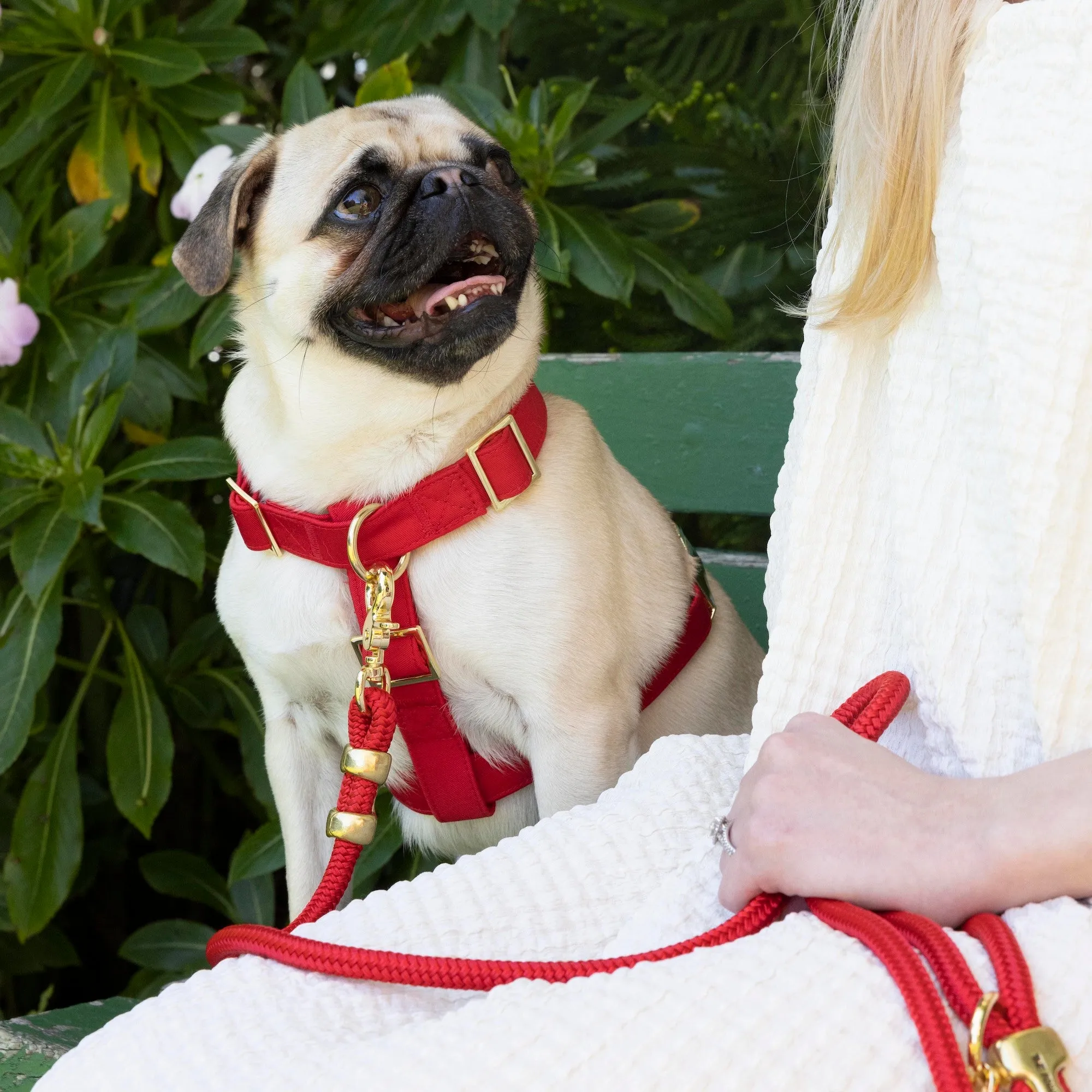 Ruby Harness Walk Set